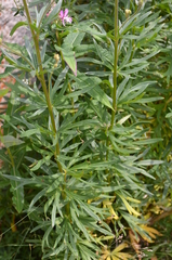 Aconitum soongaricum