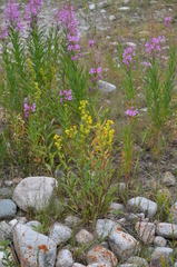 Solidago dahurica