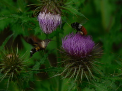 Bombus pyrosoma
