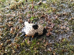 Cypherotylus debauvei