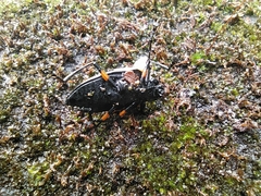 Cypherotylus debauvei