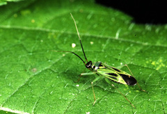 Ilnacora