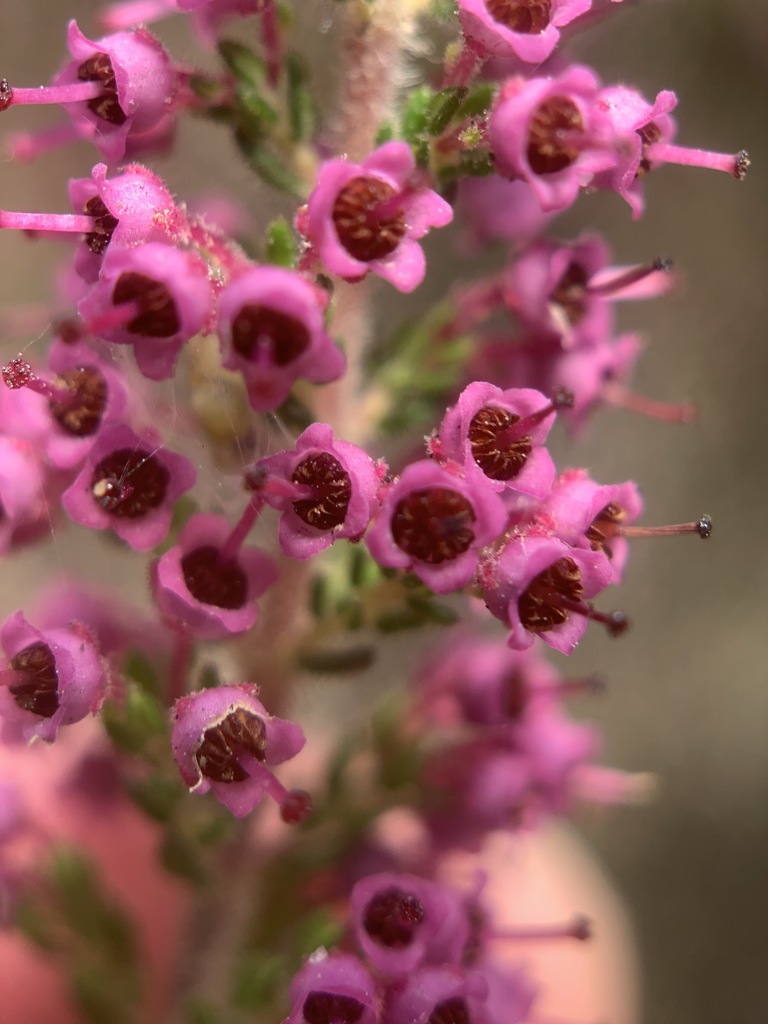 Erica copiosa