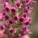 Erica copiosa - Photo (c) Matthew Fainman, some rights reserved (CC BY), uploaded by Matthew Fainman
