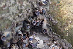 Thylacodes squamigerus image