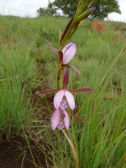 Eulophia ovalis