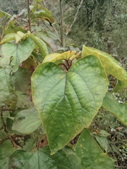 Clerodendrum bungei