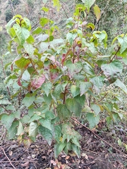 Clerodendrum bungei