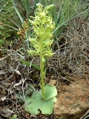 Habenaria tysonii