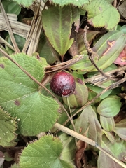 Melastoma dodecandrum