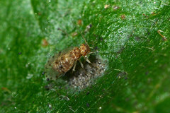 Ectopsocus petersi