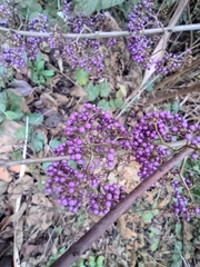 Callicarpa bodinieri