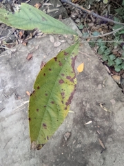 Callicarpa bodinieri