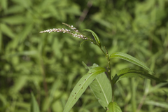 Persicaria minor