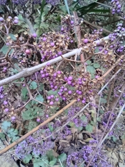 Callicarpa bodinieri