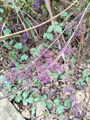 Callicarpa bodinieri