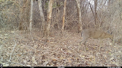 Bush Duiker