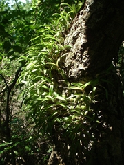 Polystachya ottoniana