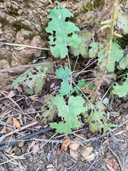 Macleaya cordata