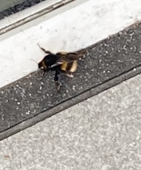 Bombus terrestris