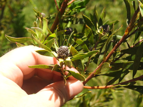 Image of Leucadendron conicum by (c) Matthew Fainman, some rights reserved (CC BY)