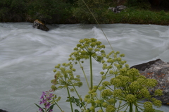 Archangelica brevicaulis