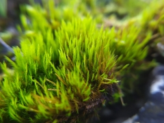 Flexitrichum flexicaule