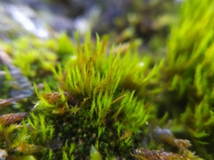 Flexitrichum flexicaule