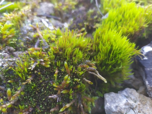 Image of Flexitrichum flexicaule by (c) carnifex, some rights reserved (CC BY)