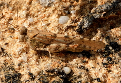 Sphingonotus caerulans