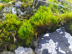 Flexitrichum flexicaule