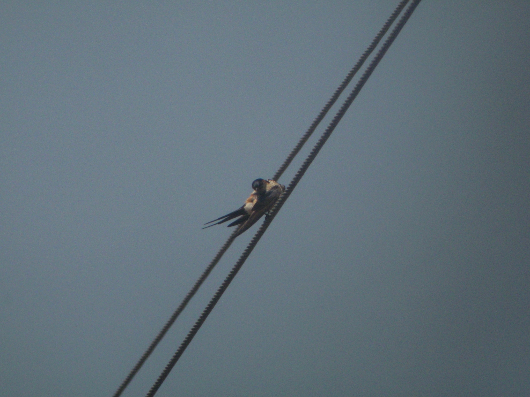 Eastern Red-rumped Swallow