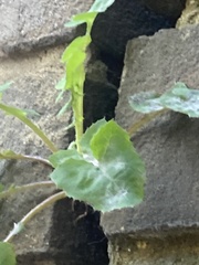 Sonchus oleraceus
