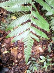 Ctenitis submarginalis