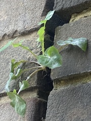 Sonchus oleraceus