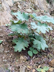 Macleaya cordata