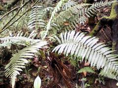 Ctenitis submarginalis