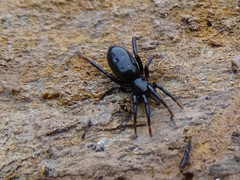 Drassyllus
