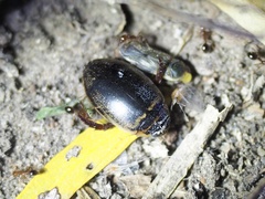 Thermonectus basillaris