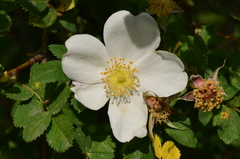 Rosa fedtschenkoana