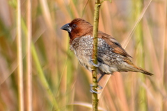 Lonchura punctulata