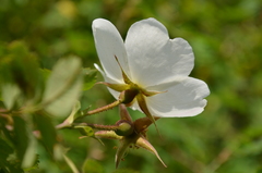 Rosa fedtschenkoana