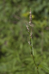 Persicaria minor
