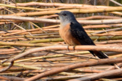 Cacomantis merulinus