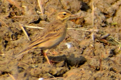 Anthus rufulus
