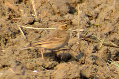 Anthus rufulus