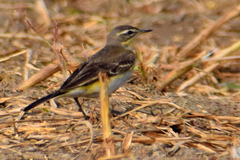 Motacilla tschutschensis