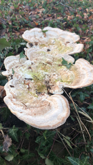 Trametes gibbosa