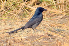 Dicrurus macrocercus