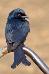 Dicrurus macrocercus